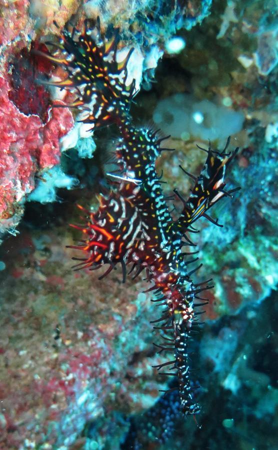 Jukung Dive Resort Bali Amed Exterior foto
